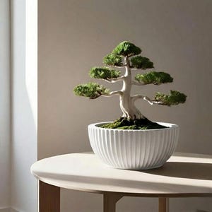 May include: A bonsai tree with green foliage and a white trunk is in a white, ribbed ceramic pot. The tree is on a light-coloured, round table. The background is a neutral beige.