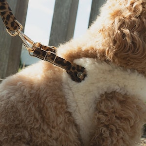 May include: A dog harness with a leopard print design. The harness has a gold-colored metal clasp and a soft, cream-colored lining. The dog's fur is a mix of light brown and cream colors.