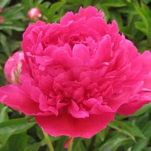 May include: A close-up of a vibrant, fully bloomed, hot pink peony flower with multiple layers of petals. The flower is surrounded by green leaves and a bud in the background, suggesting a garden setting.