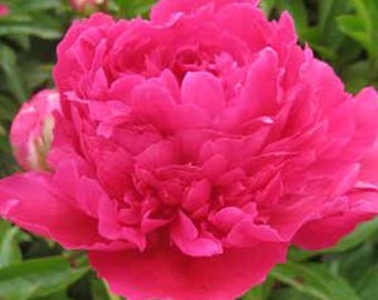 Felix Peony Root: Fragrant Ruby Red Blooms