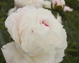 Shirley Temple Peony Root: Fragrant Coral-Pink Blooms