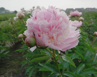 Angel Cheeks Peony Root: Soft Blush Pink Fragrant Cut Flower