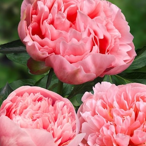 May include: Close-up of three pink peony flowers in full bloom. The petals are layered and ruffled, with a soft, delicate appearance. Green leaves provide a contrasting backdrop. The flowers are a vibrant shade of pink.