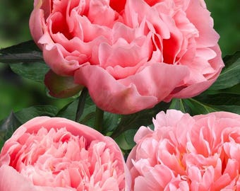 Etched Salmon : Rare Salmon Peony