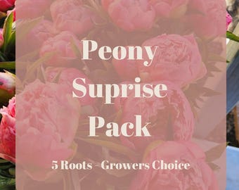 Surprise Pack of Peony Root : Fragrant Pink Blooms