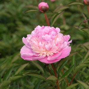May include: A close-up of a pink peony flower in full bloom, with a light yellow center. The flower is surrounded by green leaves and stems, with a few unopened buds visible. The petals are soft and layered.
