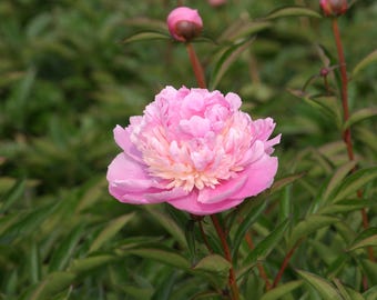 Sorbet Peony Root : Beautiful Pink Blooms