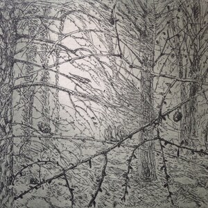 NIghtjar etching by Flora McLachlan, larch trees, forest, wood, birds singing, original print