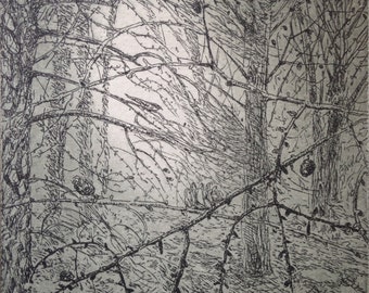 NIghtjar etching by Flora McLachlan, larch trees, forest, wood, birds singing, original print