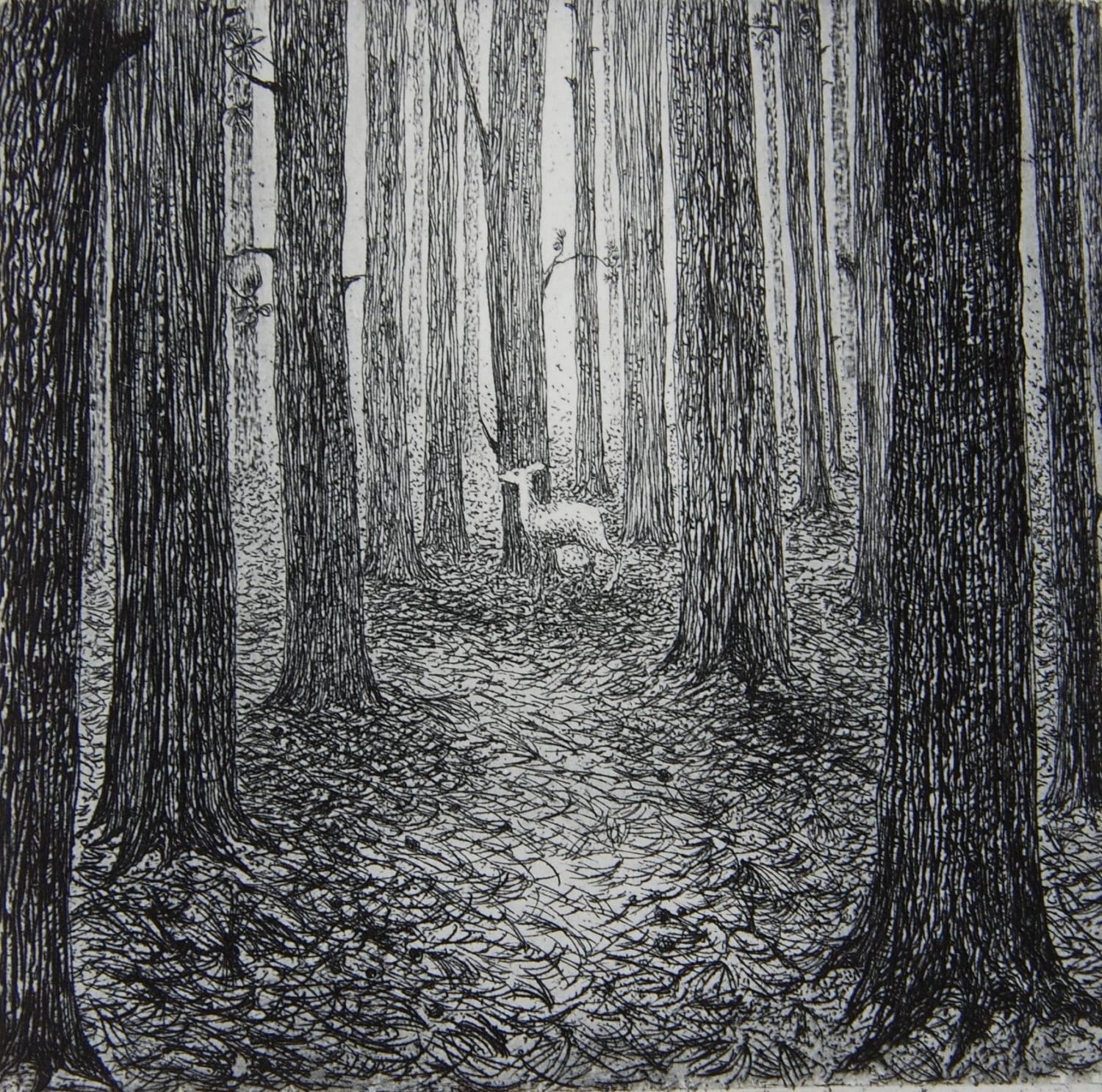 A Forest, Etching by Flora Mclachlan, Deer Alone in a Dark Forest, Tall ...