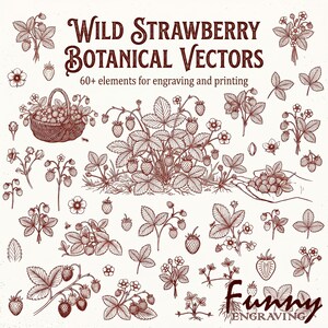 May include: A collection of dark red line art illustrations featuring wild strawberry plants, leaves, flowers, and berries in a basket. The text reads Wild Strawberry Botanical Vectors, 60+ elements for engraving and printing, and Funny Engraving.
