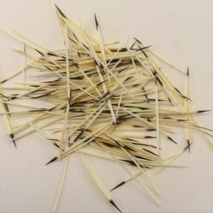 May include: A collection of numerous porcupine quills scattered in a pile. Each quill is long, slender, and tapered, featuring a creamy off-white base colour that transitions into a sharp, dark brown or black pointed tip at one end of the shaft.