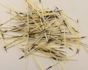 May include: A collection of numerous porcupine quills scattered in a pile. Each quill is long, slender, and tapered, featuring a creamy off-white base color that transitions into a sharp, dark brown or black pointed tip at one end of the shaft.