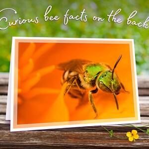 Carte de voeux abeille verte métallique avec de curieuses anecdotes sur les abeilles, impression d'art irisée scintillante (5 x 7 po.)