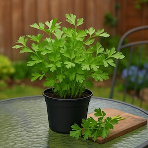 May include: A pot of fresh green parsley sits on a glass table. A small wooden chopping board with a sprig of parsley is placed next to it. The background shows a wooden fence and a garden.