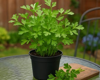 Glatte Petersilie Samen: 'Plain Leaved (Sheeps) 2' - 40 Samen
