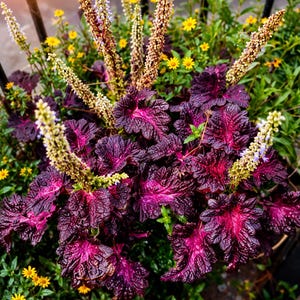 Coleus Black Dragon Seeds | 20 Exotic Foliage Seeds | Deep Burgundy & Purple Leaves | Shade Loving