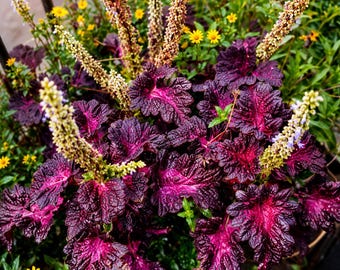 Semillas de Coleus Black Dragon / 20 semillas de follaje exótico / Hojas de color burdeos intenso y púrpura / Prefiere la sombra