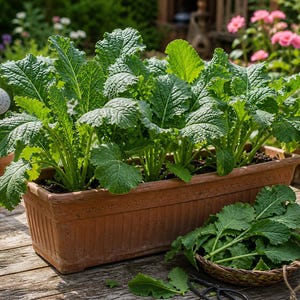 May include: A terracotta planter brimming with lush green leafy plants, possibly mustard greens. A small woven basket contains freshly picked leaves. The scene is set outdoors on a wooden table, with a watering can in view.