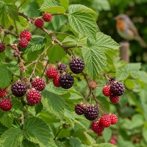 Op de afbeelding: Een braamstruik met trossen rijpe bramen en felrode frambozen met gekartelde groene bladeren. De donkerpaarse tot zwarte bessen en levendige rode bessen hangen aan dunne, doornige takken en tonen verschillende stadia van rijping.