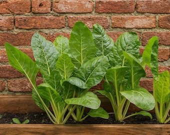 Épinards perpétuels – 30 graines de légumes-feuilles frais
