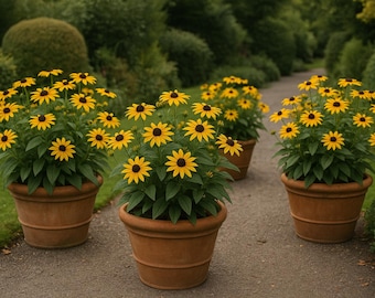 Rudbeckia Goldsturm – Schwarzäugige Susanne – 25 Samen | Landhaus Gartenblume