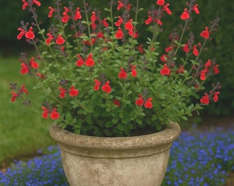 Semillas de Salvia Hot Lips: 15 semillas de flores rojas, perenne de larga floración