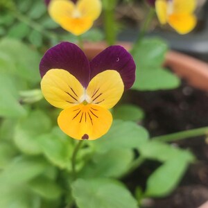 Sementes de Viola Laranja (15 sementes) – Flores vibrantes para vasos e varandas