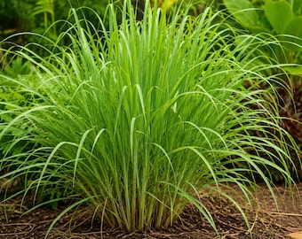 Hierba limón de la India oriental (Cymbopogon flexuosus) / 30 semillas / Hierba aromática para té y uso culinario