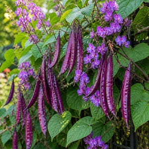 Könnte beinhalten: Nahaufnahme einer Kletterpflanze mit leuchtend violetten Blüten und langen, tiefvioletten Samenkapseln. Die Pflanze hat üppige grüne Blätter und ist vor einem verschwommenen Hintergrund aus anderem Grün angeordnet.