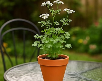 Coriander (Cilantro) Seeds – 20 Fresh Aromatic Herb Seeds for Kitchen & Garden
