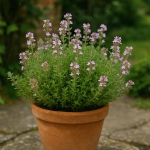 May include: A thyme plant in a terracotta pot, with small, pale purple flowers and green leaves. The pot sits on a stone surface. The background is blurred, showing green foliage.