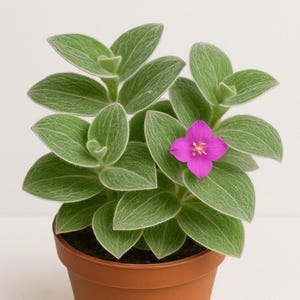 May include: A houseplant in a brown pot, featuring green, velvety leaves and a vibrant pink flower. The plant's leaves have a soft texture, and the flower has a yellow centre. The pot is made of plastic.