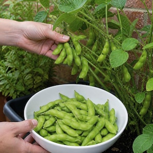 Könnte beinhalten: Eine weiße Schüssel voller frischer, grüner Edamame-Schoten. Eine Hand hält eine Traube von Edamame-Schoten von der Pflanze, mit weiteren Schoten und grünen Blättern im Hintergrund. Das Bild zeigt eine Nahaufnahme der Ernte.