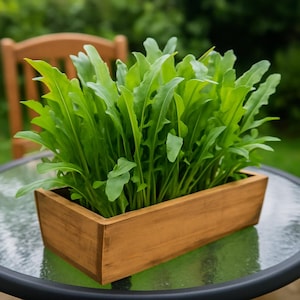 Rocket (Arugula) – 50 Seeds | Fresh Peppery Salad Leaves | Easy Fast-Growing Herb for Garden & Pots