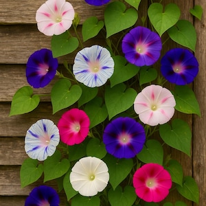 May include: A collection of morning glory flowers in shades of purple, pink, white, and blue, set against a wooden backdrop. The flowers are accompanied by green, heart-shaped leaves, forming a natural and colourful arrangement.