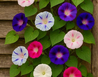 Morning Glory 25 Mix Seeds – Colorful Climbing Flowers, Easy Annual Vine for Trellises & Fences