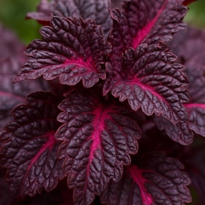 Puede incluir: Primer plano de una planta con hojas de color burdeos oscuro. Las hojas tienen una superficie texturizada y venas magenta vibrantes. La planta se encuentra sobre un fondo verde borroso, resaltando los ricos colores y detalles del follaje.
