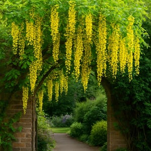 Yellow wisteria - Etsy sterreich