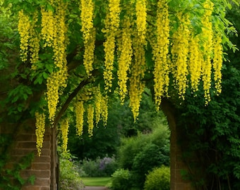 10 X Golden Chain Flower Seeds: Yellow Wisteria, Bonsai Ideal Free UK  Delivery ! - Etsy Canada