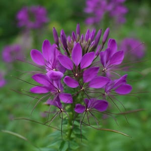 Puede incluir: Primer plano de una vibrante flor púrpura con delicados pétalos y largos y delgados estambres. La flor está en plena floración, mostrando sus intrincados detalles sobre un fondo verde borroso. La planta tiene hojas y tallos verdes.