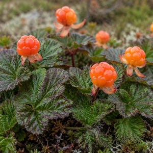 Cloudberry seeds - Etsy 日本