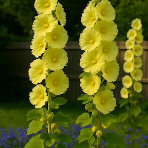 Könnte beinhalten: Nahaufnahme von hohen, gelben Stockrosenblüten in voller Blüte. Die Blüten sind entlang eines grünen Stiels mit großen, grünen Blättern angeordnet. Der Hintergrund zeigt einen Holzzaun und einen verschwommenen Garten.