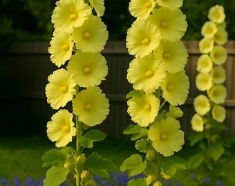 Hollyhock Yellow Seeds: Cottage Garden Classic, Pollinator Friendly - 20 Seeds