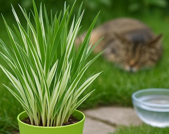 Kattgräs ‘Tabby’ – 50 frön (Brokete Hordeum vulgare)