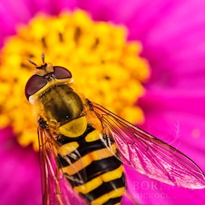 Puede incluir: Primer plano de un sírfido sobre una flor rosa con centro amarillo. El sírfido tiene un abdomen a rayas amarillas y negras y alas transparentes. Los pétalos de la flor son de un rosa vibrante, creando un contraste llamativo.
