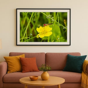 Puede incluir: Impresión enmarcada de una flor amarilla brillante con un insecto rojo y negro, sobre un fondo de hierba verde y gotas de agua. La obra de arte se exhibe sobre un sofá rosa.