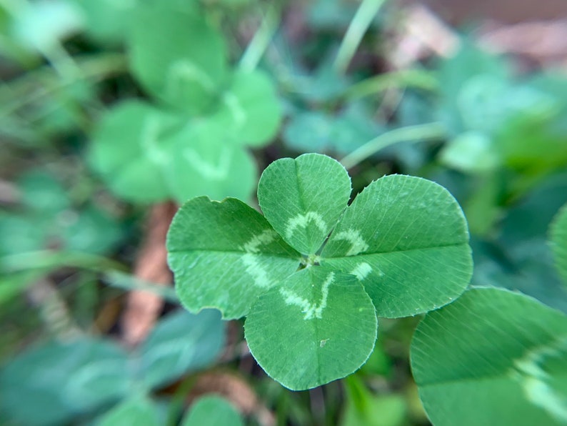 Set of 8 Four Leaf Clover Photography Notecards image 3