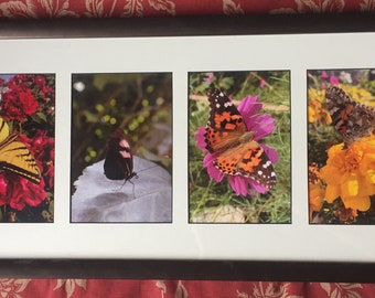 Four Butterflies Framed