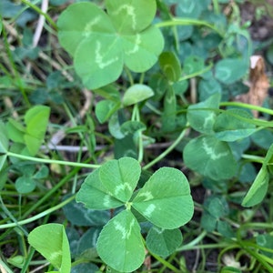 Set of 8 Four Leaf Clover Photography Notecards image 4